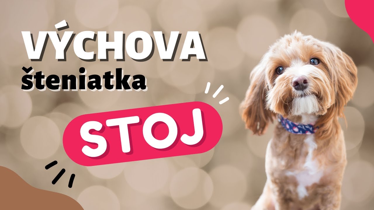 Ako naučiť psa povel STOJ | CANISLOG Slovakia