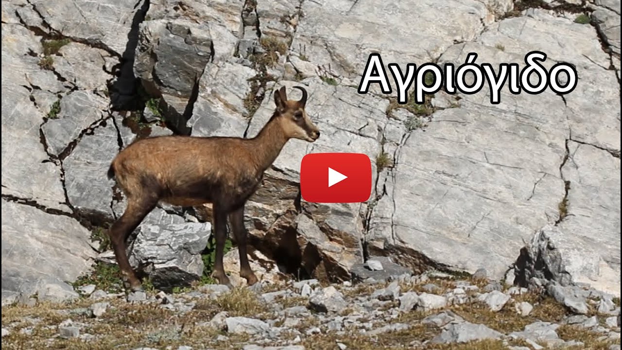 Αγριόγιδα (Rupicapra rupicapra balcanica) στον Όλυμπο - Balkan Chamois