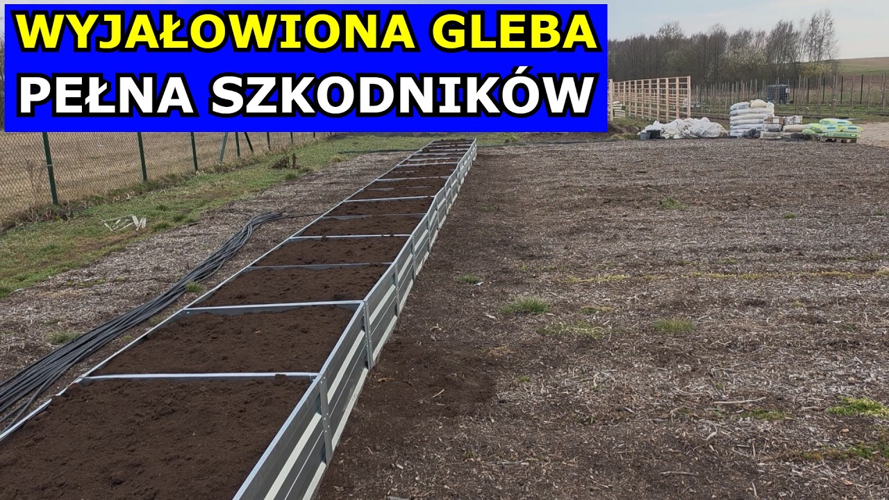 Błędna Uprawa Warzyw bez Przekopywania. Słaba Gleba i Szkodniki. Ści&oacute;łkowanie Zrębkami i Korą NO DIG