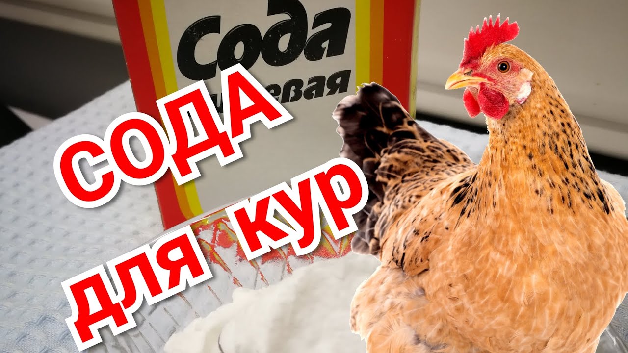 СОДА для кур. Суть и механизм действия.