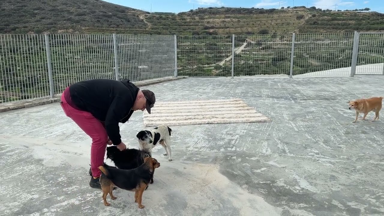 A Special Visitor at the Shelter ❤️ - Takis Shelter