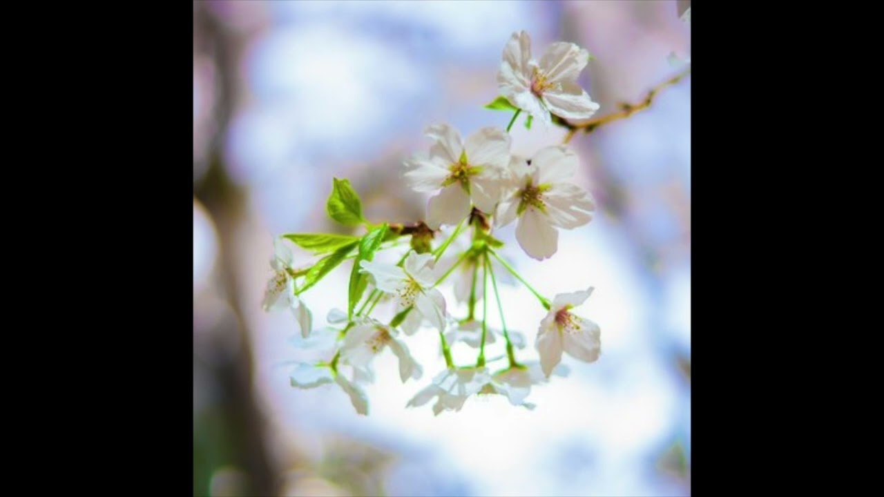 Nascent/tomori