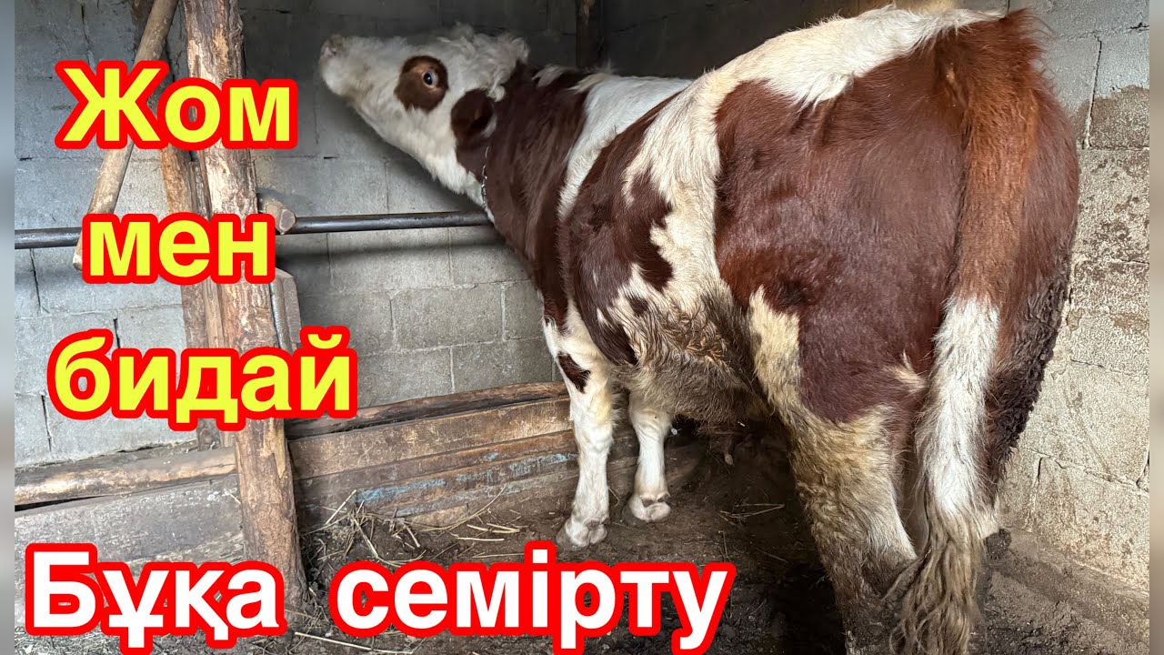 БҰҚА БОРДАҚЫЛАУ. БИДАЙ МЕН ЖОМ АРҚЫЛЫ СЕМІРТУ.АЗ ШЫҒЫН МОЛ ПАЙДА