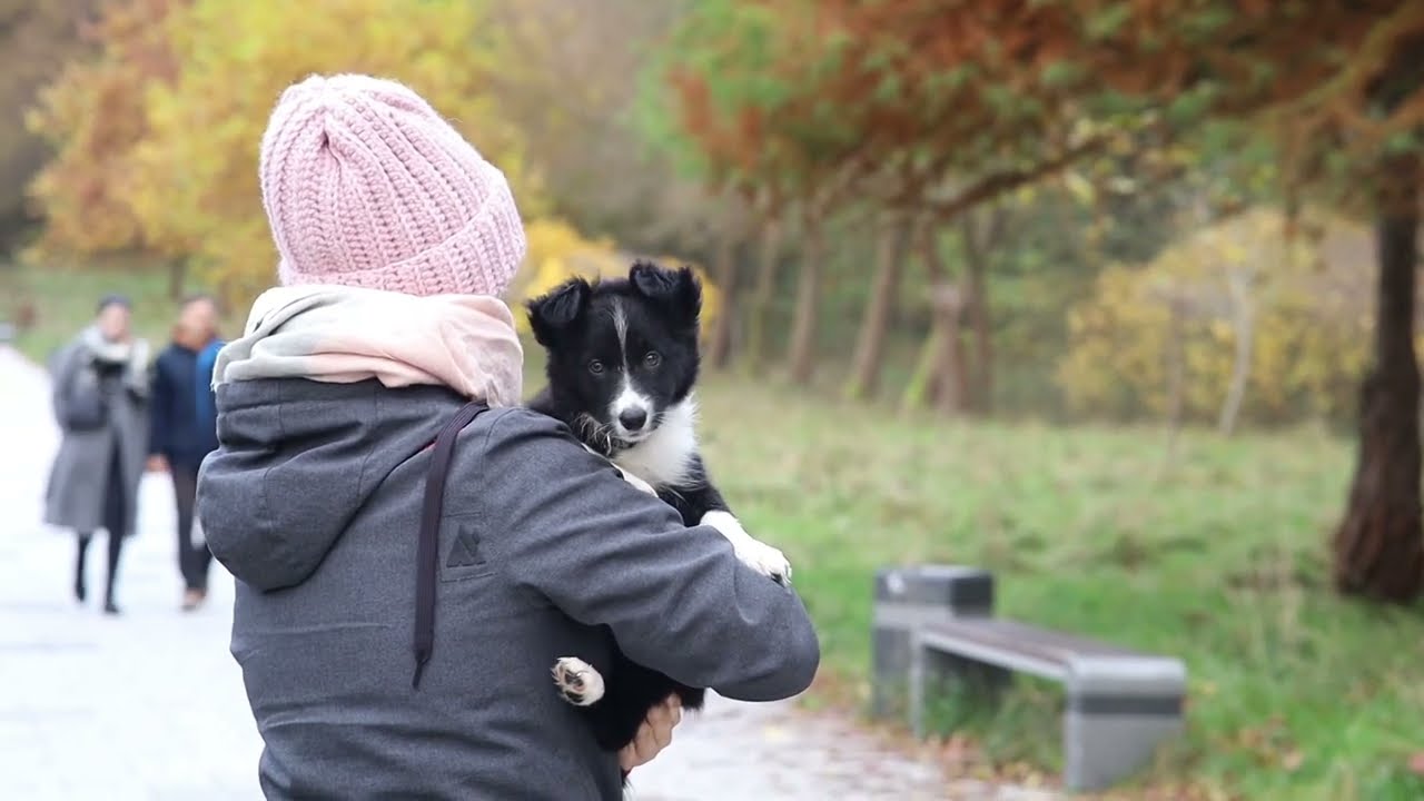 Kvinna 9 weeks border collie