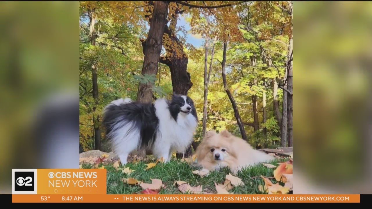 Celebrate National Pet Day with CBS News New York