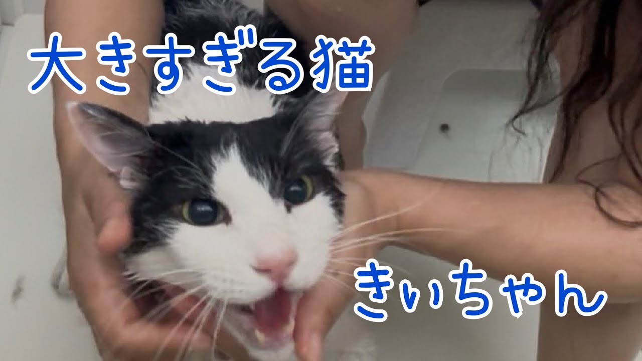 絶叫する猫たちのシャンプー