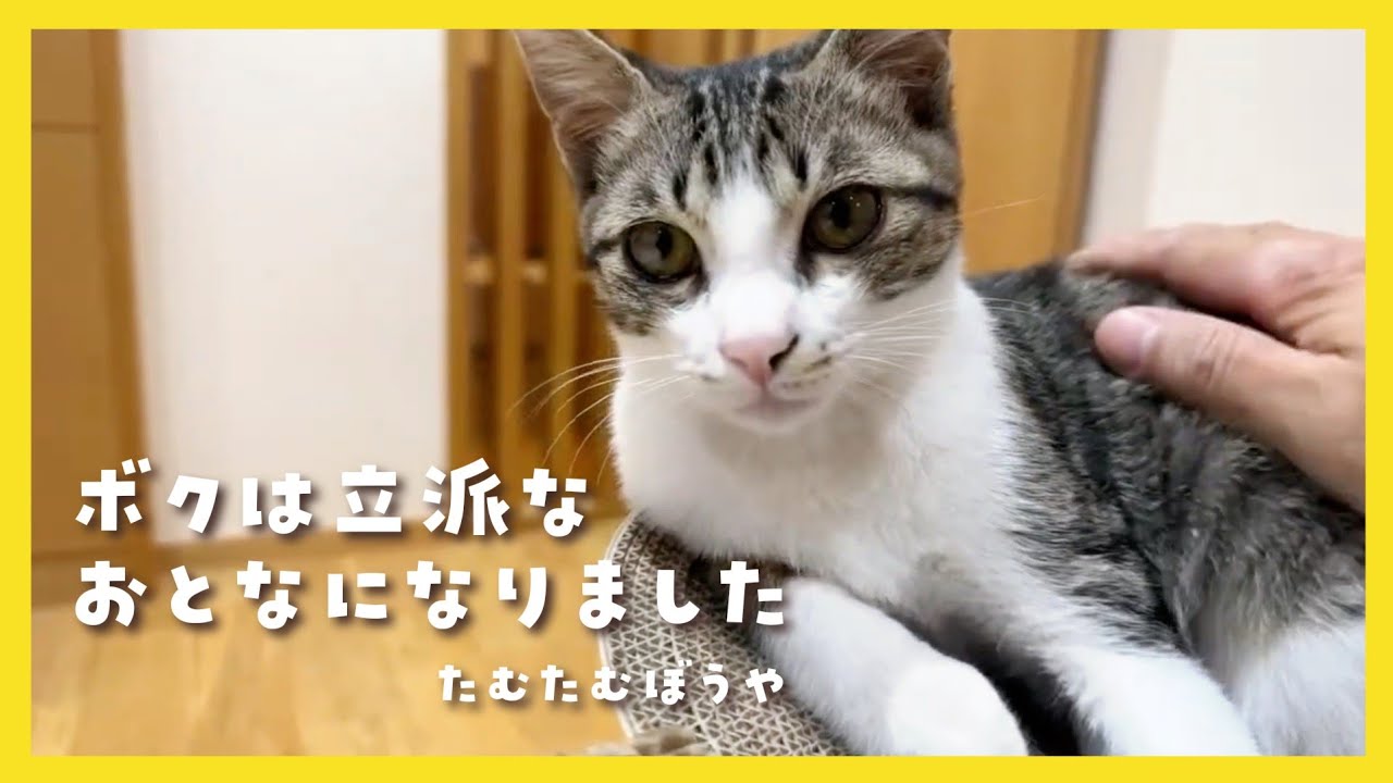 🔴【にこりら】たむたむ離乳ライブ