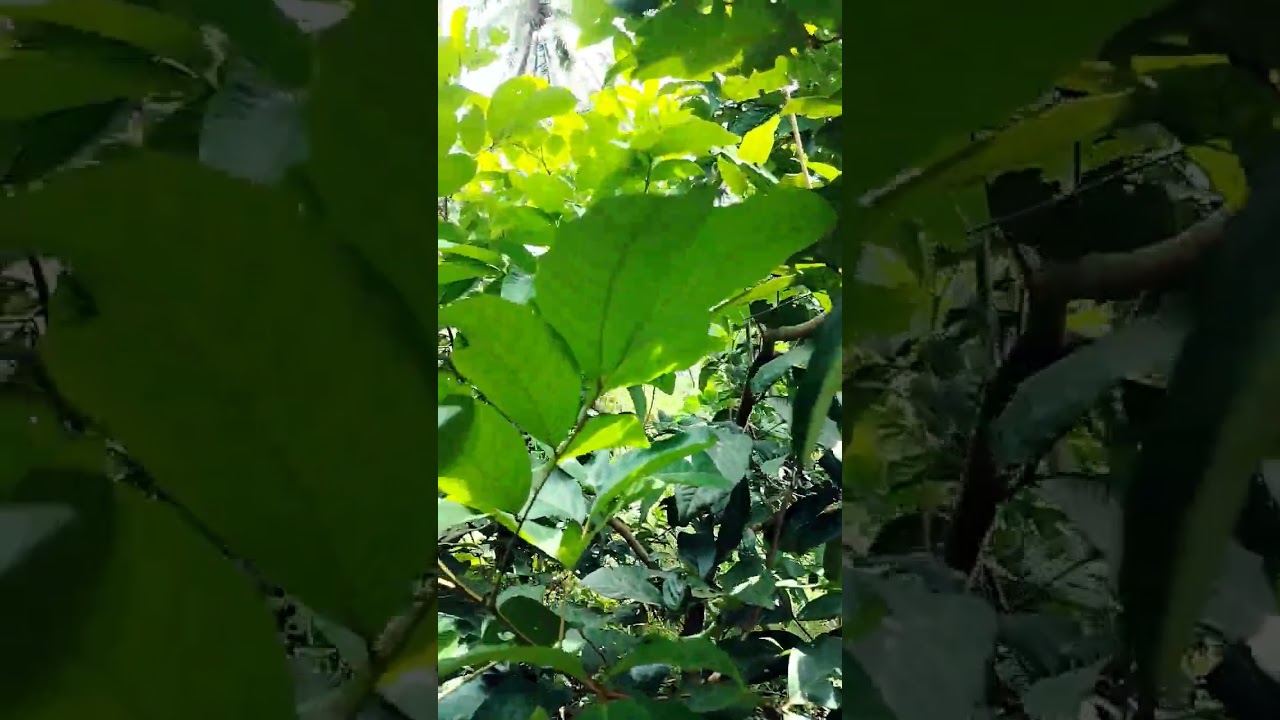 Irrigation to rambutan #rambutan #fruit #nature