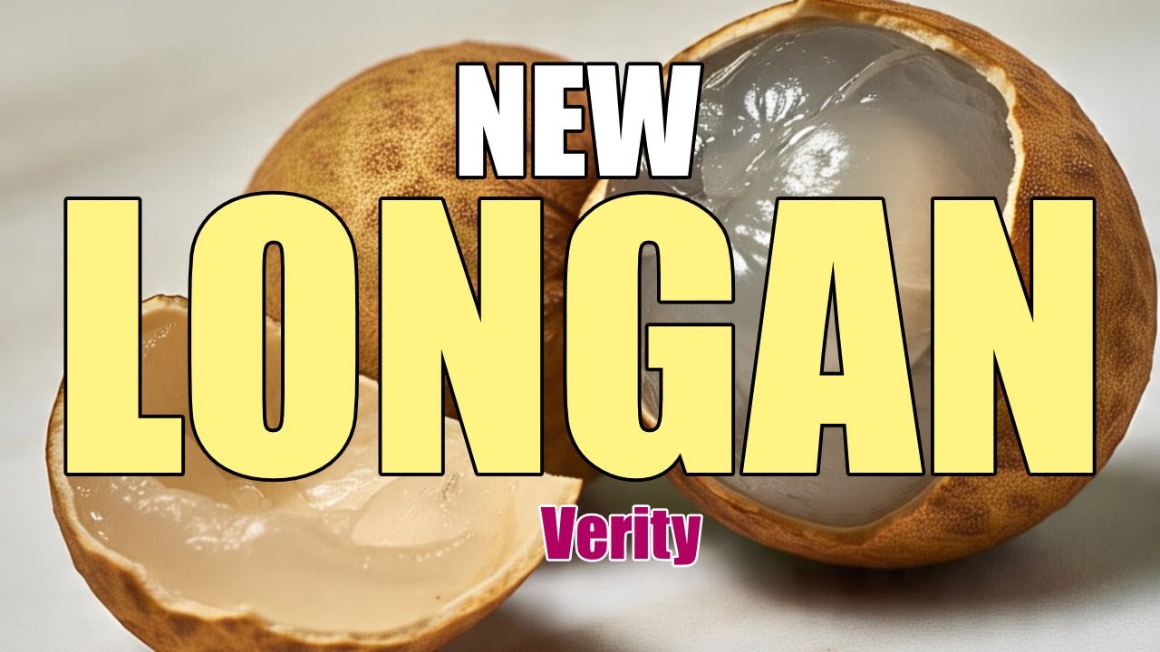 BLACK LEAF LONGAN | NEW KRISTAL LONGAN | ലോങ്ങാൻ എങ്ങനെ കായ്പ്പിക്കാം