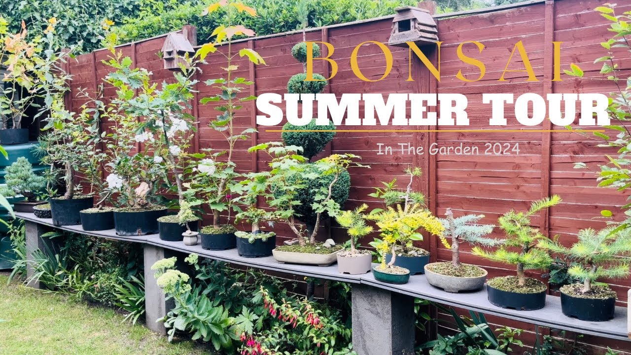 Bonsai Summer Bench Tour! Process & Progression! Favourites & Project Updates #bonsai #bonsaitree