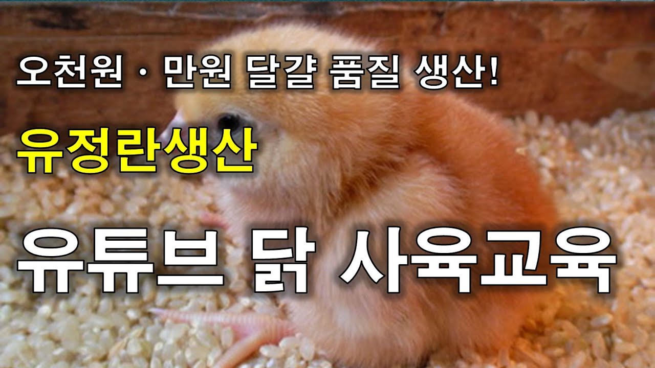 벌거벗은공화국 유정란생산 닭 사육교육