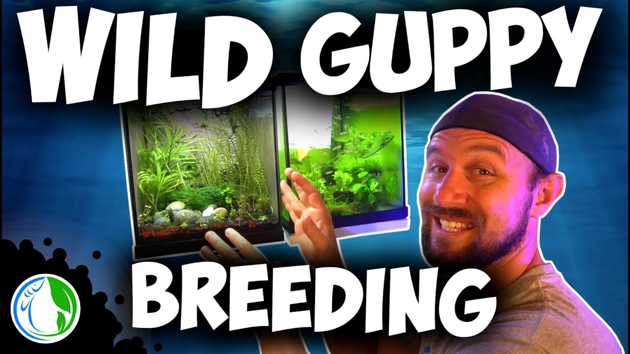 WILD GUPPY BREEDING IN AN AQUARIUM FISH TANK