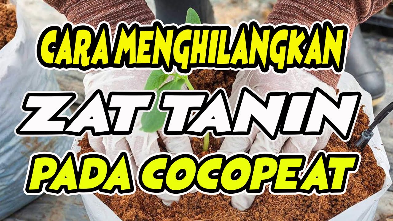 Cara Menghilangkan Zat Tanin pada Cocopeat #BelajarHidroponik