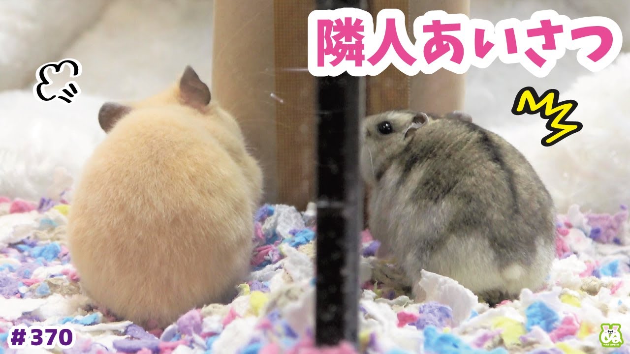 ソーシャルディスタンスをギリギリ守るハムスター