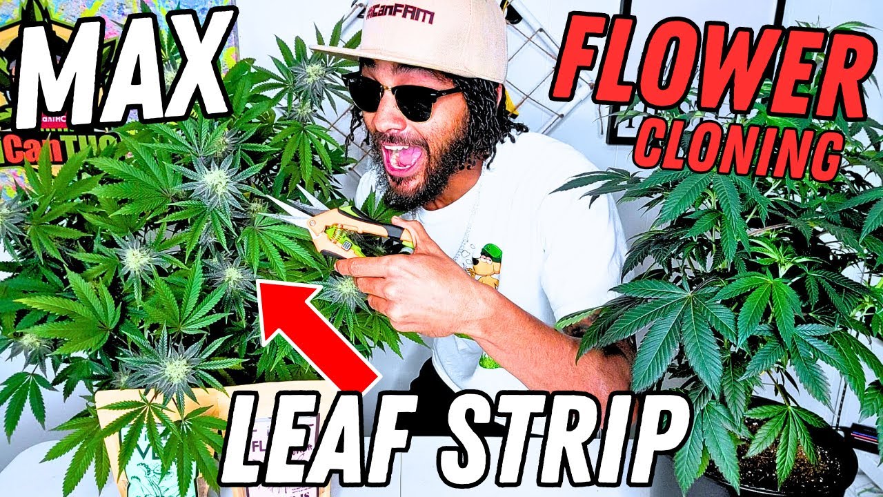 HARVEST MORE FLOWER EASY | Seed to Harvest Series (Mars Hydro)
