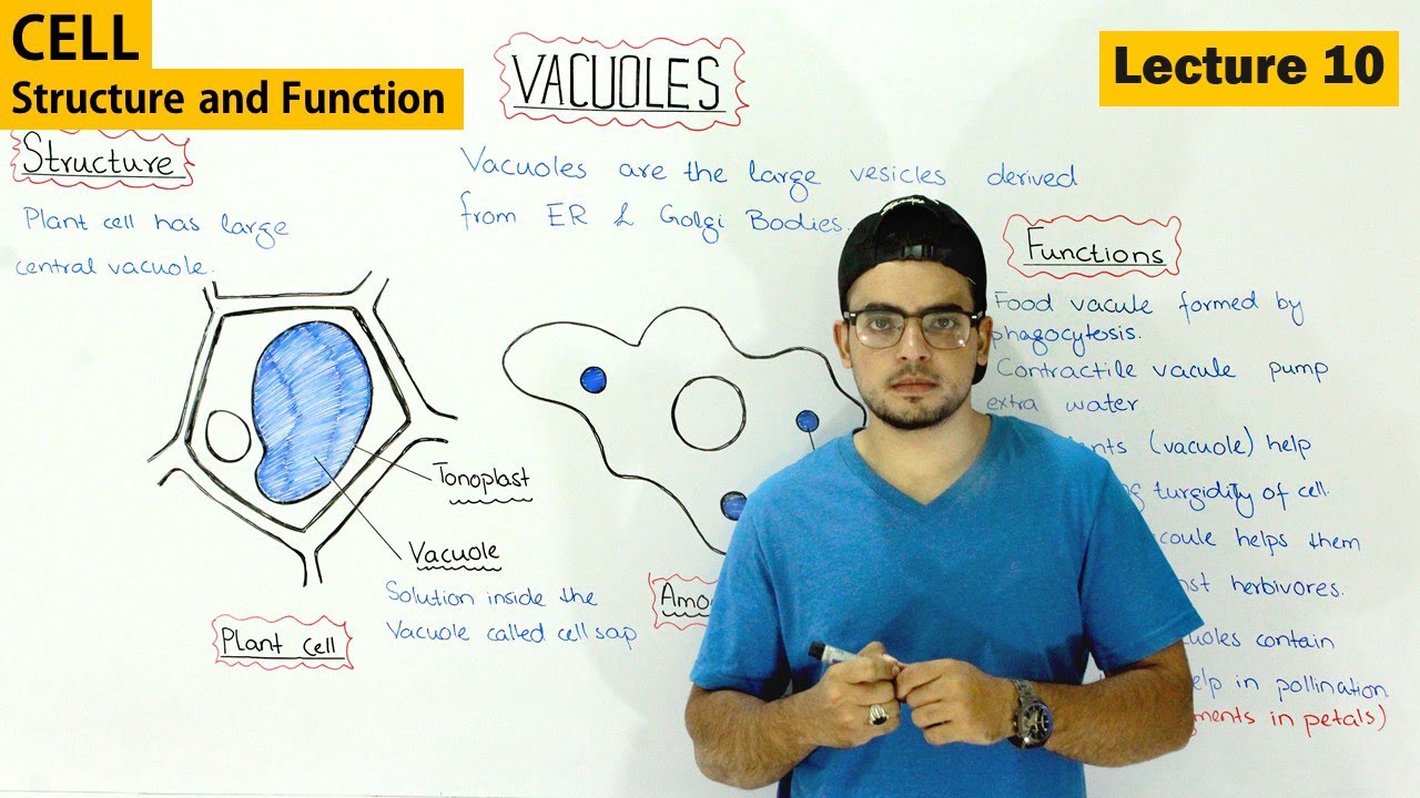 Vacuole Structure and function | Video 10