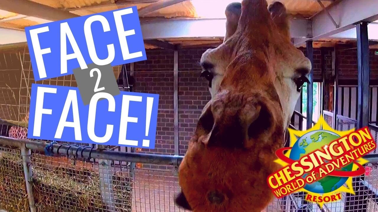 Giraffe Feed Experience at Chessington World of Adventures
