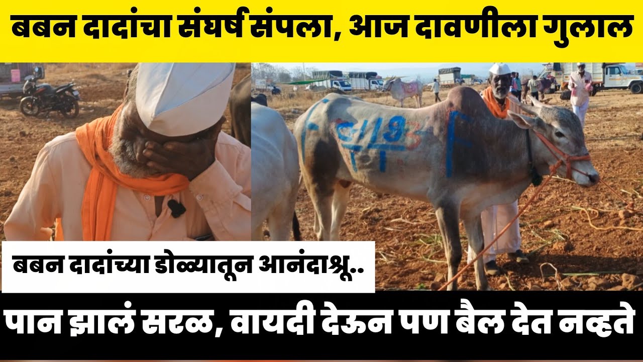 बबन दादांचा संघर्ष संपला, आज दावणीला गुलाल | डोळ्यातून आनंदाश्रू..