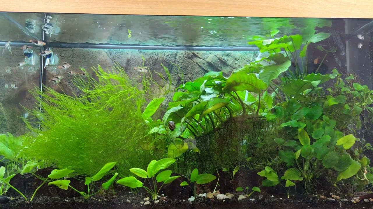 10 nejčastějších chyb v akvaristice (Akvaristika pro začátečníky)
