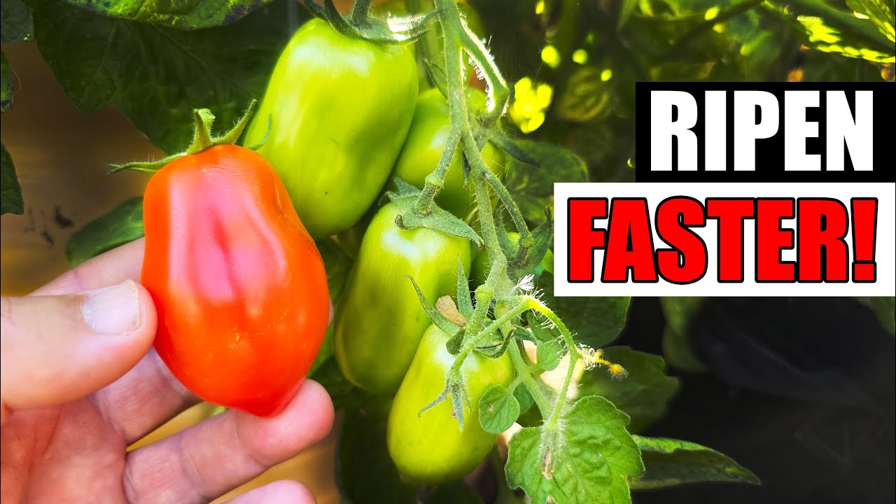 Ripen Tomatoes On The Vine Faster