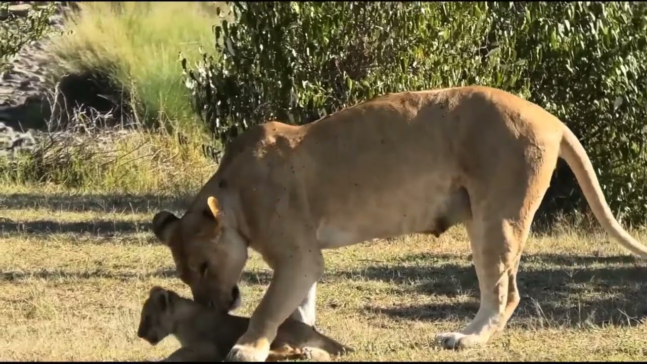 Adorable cub's with mother lioness 