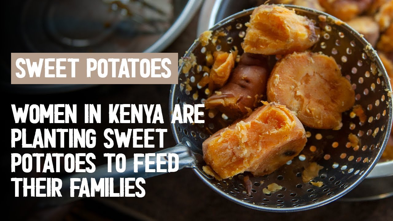 Sweet Potatoes in Kenya: Good Nutrition and Resilience
