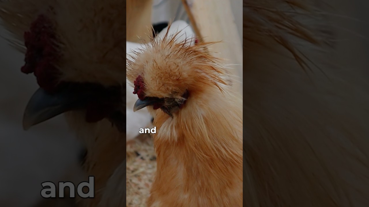 The deep litter method and mites. PART ONE #chickenlandia #raisingchickens #backyardchickens