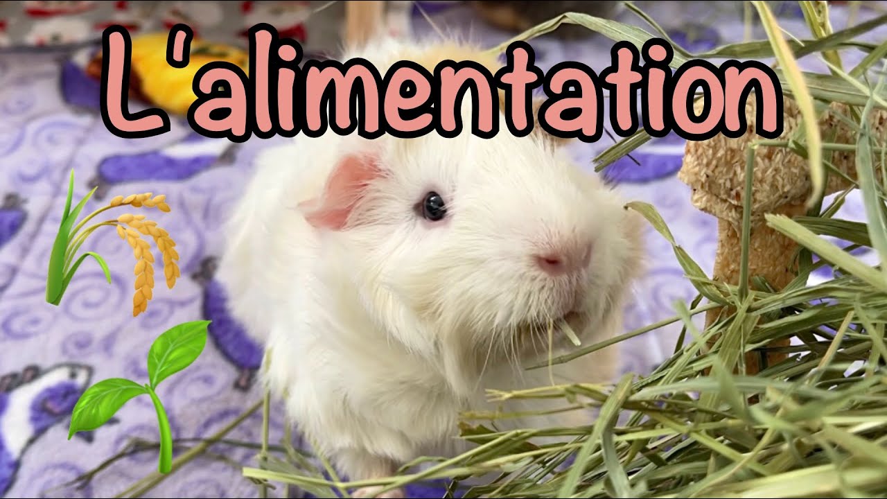 L'alimentation du cochon d'Inde - Ce qu'il devrait manger!
