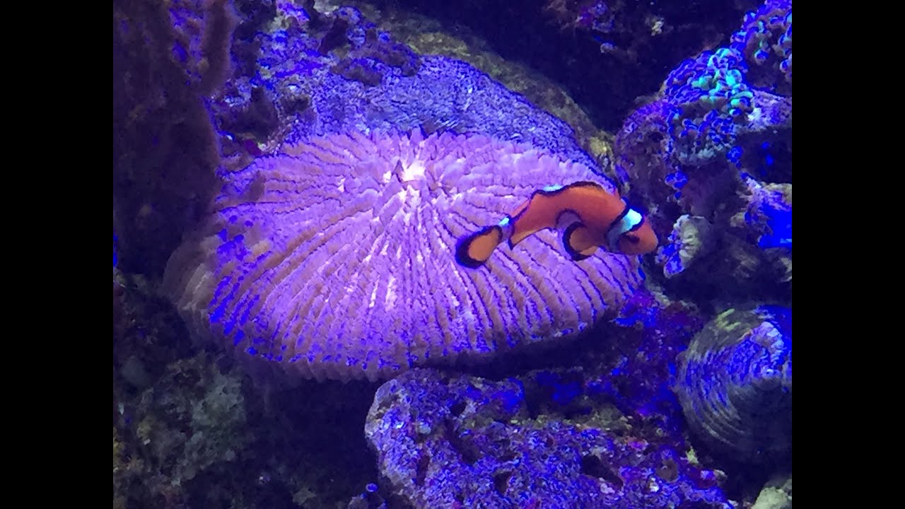 Qu&eacute; hacer en Mallorca con ni&ntilde;os: Palma Aquarium