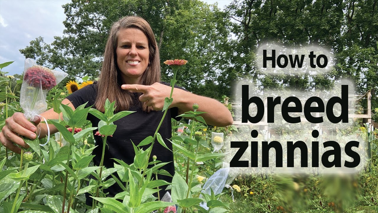How to Breed Zinnias Using Self Pollination and Cross Pollination