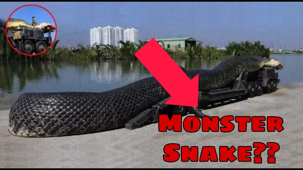 7 Biggest Snakes Ever Found | Mind Blower