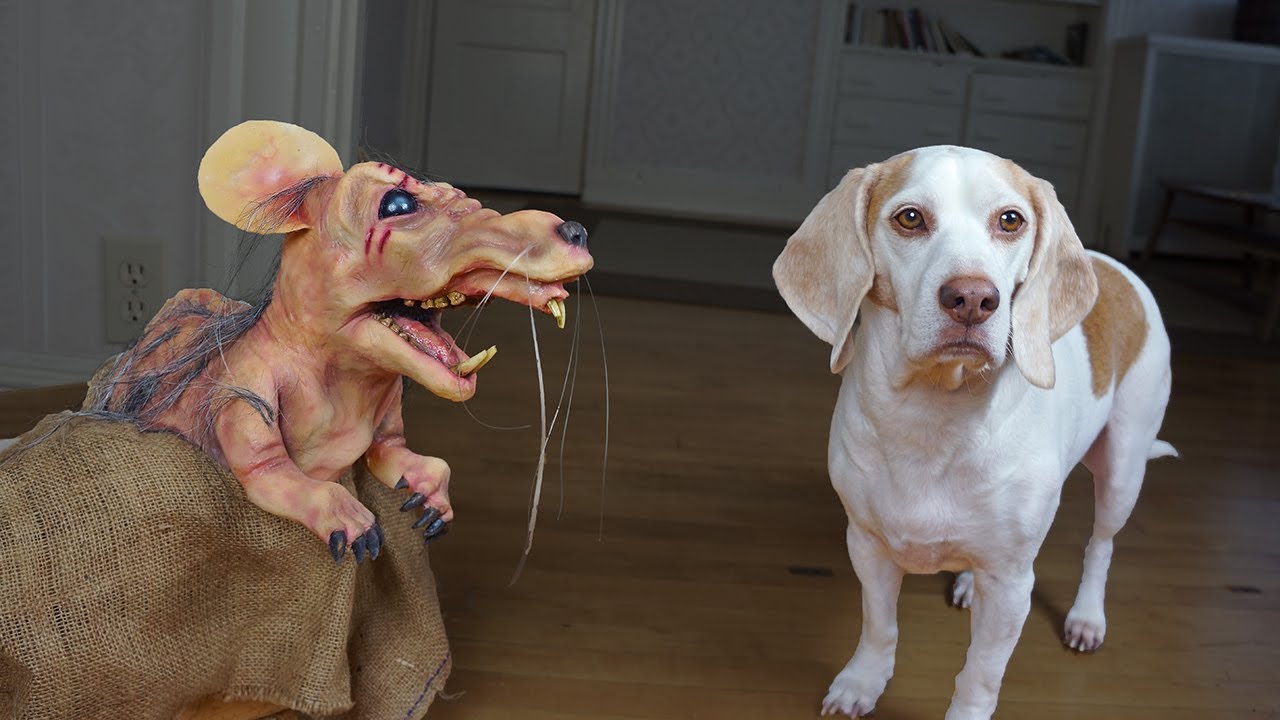 Dogs vs Mutant Mouse: Funny Dogs Maymo, Potpie & Penny