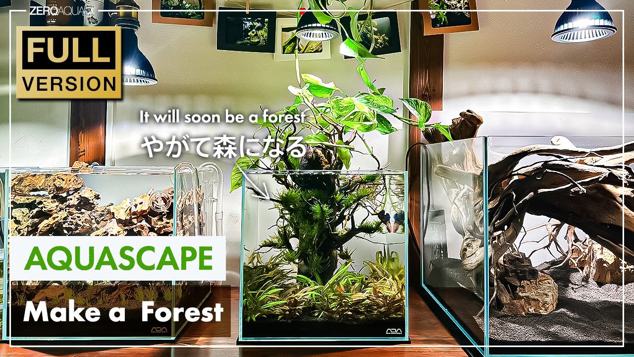 ベタが暮らす森水景の立ち上げから完成まで Building a BETTA FOREST! /aquascape/aquarium/nanotank/vlog/