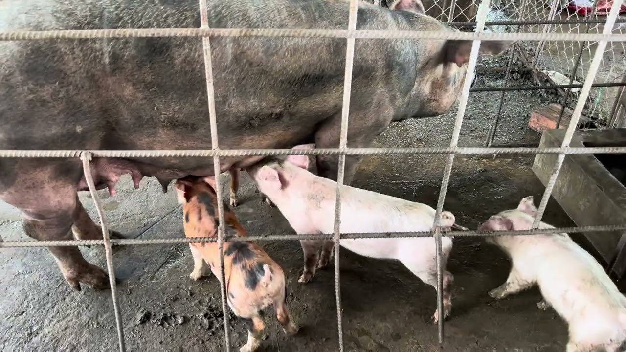 Pig Farm: Eat Already After Sleepy.#pig #pigfood #piggyroblox #piggy #farming #animals 