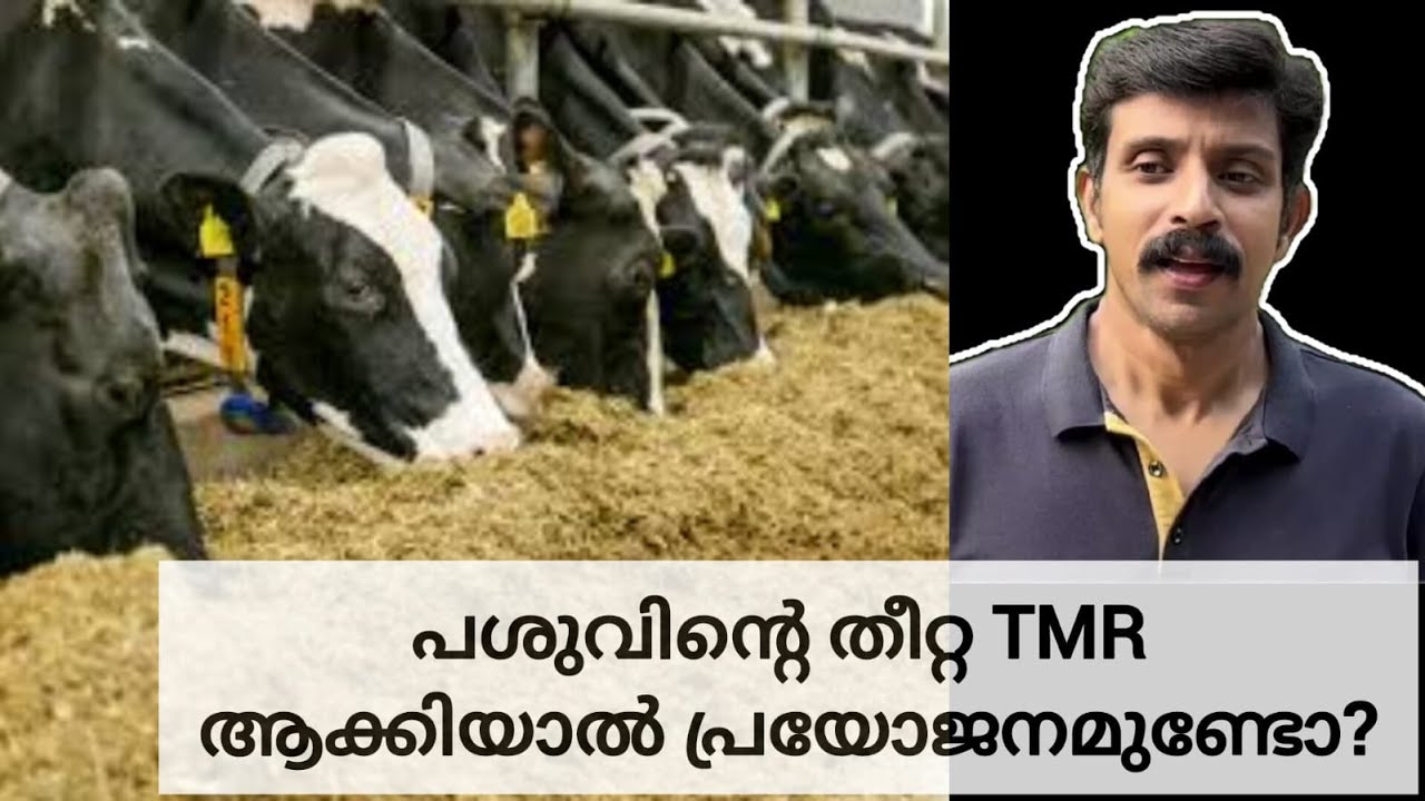 TMR | Total Mixed Ration - കൊടുത്താൽ പ്രയോജനമുണ്ടോ? | Beneficial or Not?
