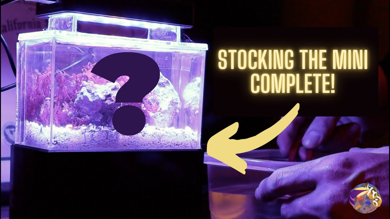 Stocking the MINI COMPLETE TANK!