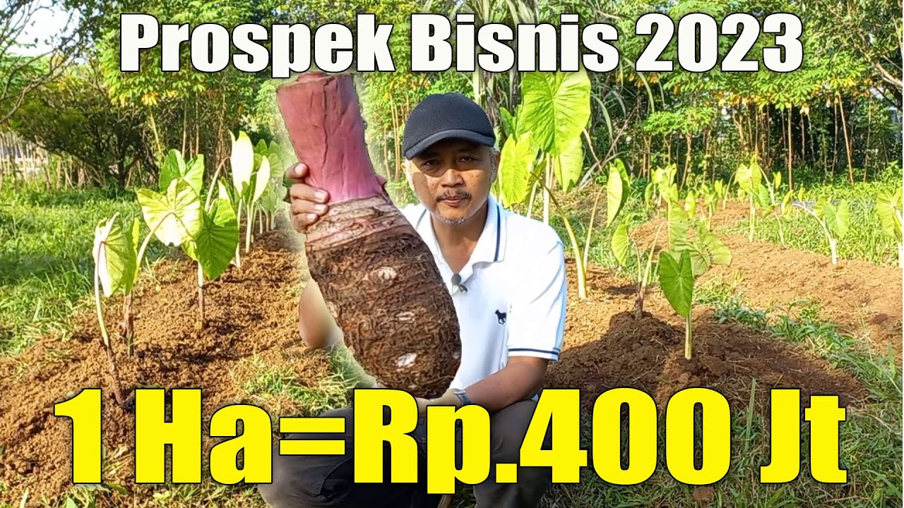 PROSPEK BISNIS TALAS PAPUA  SANGAT MENGUNTUNGKAN