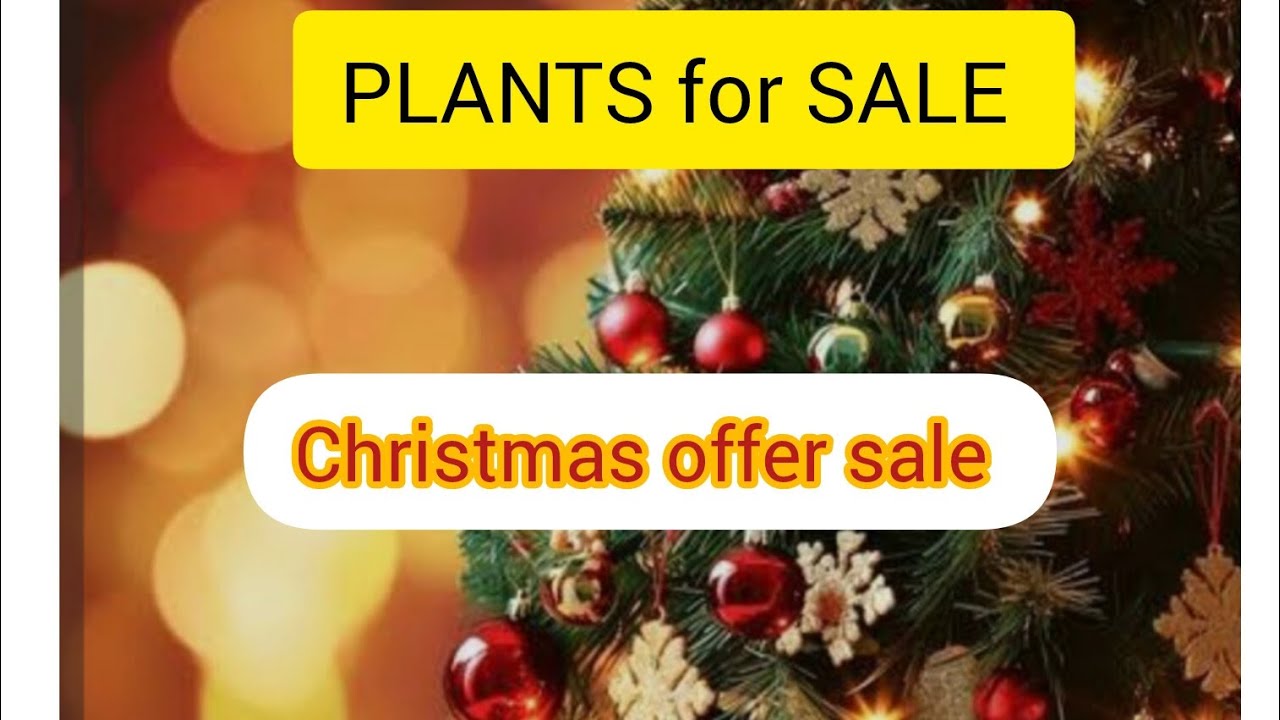 Christmas offer sale #plants for sale||ഏത് എടുത്താലും 10രൂപ മാത്രം.#watsapp 9633672294|| home garden