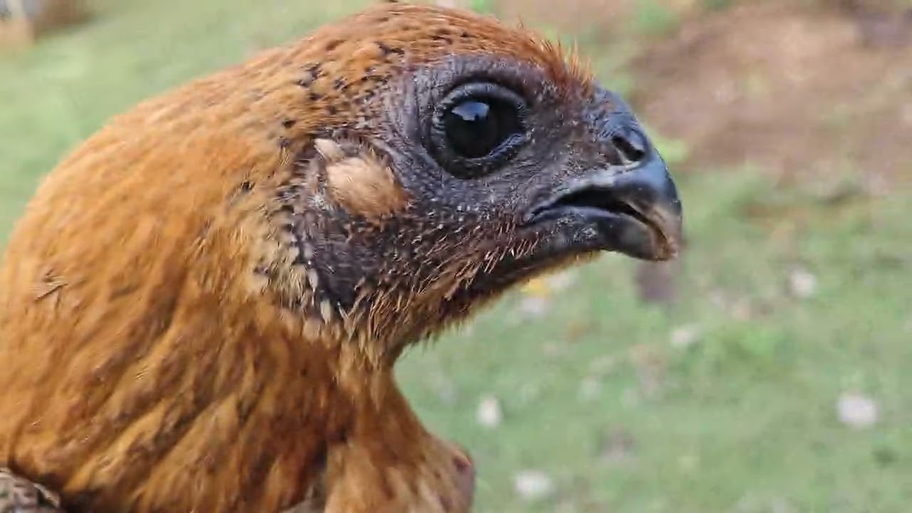 Black skin assel kukuda farm feeding details 