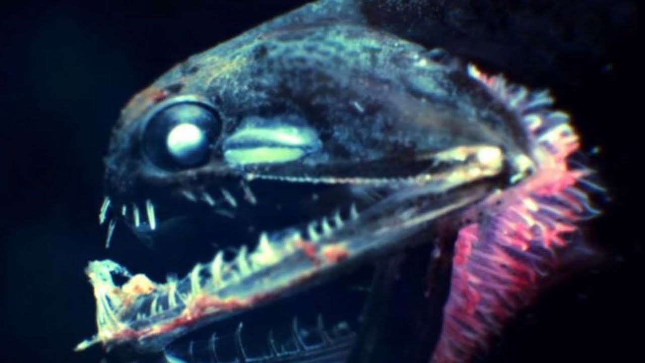This fish has a transparent head!