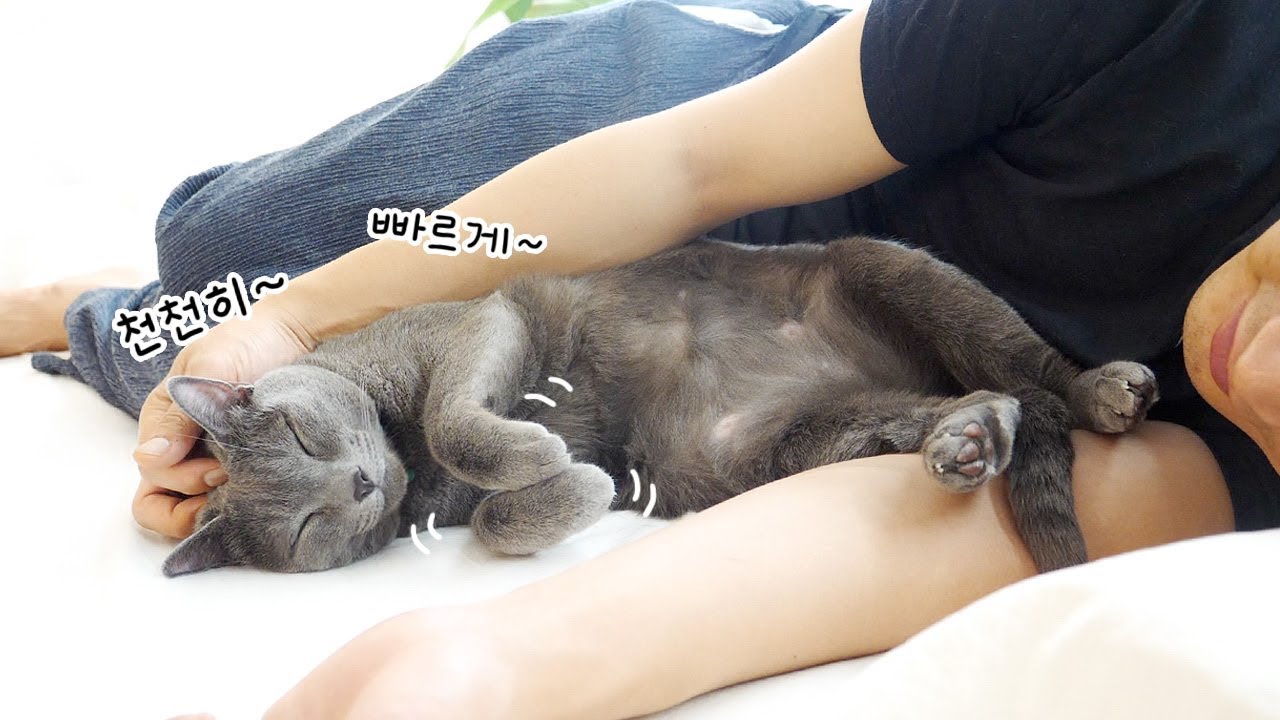 꾹꾹이하는 고양이를 조종하는 법