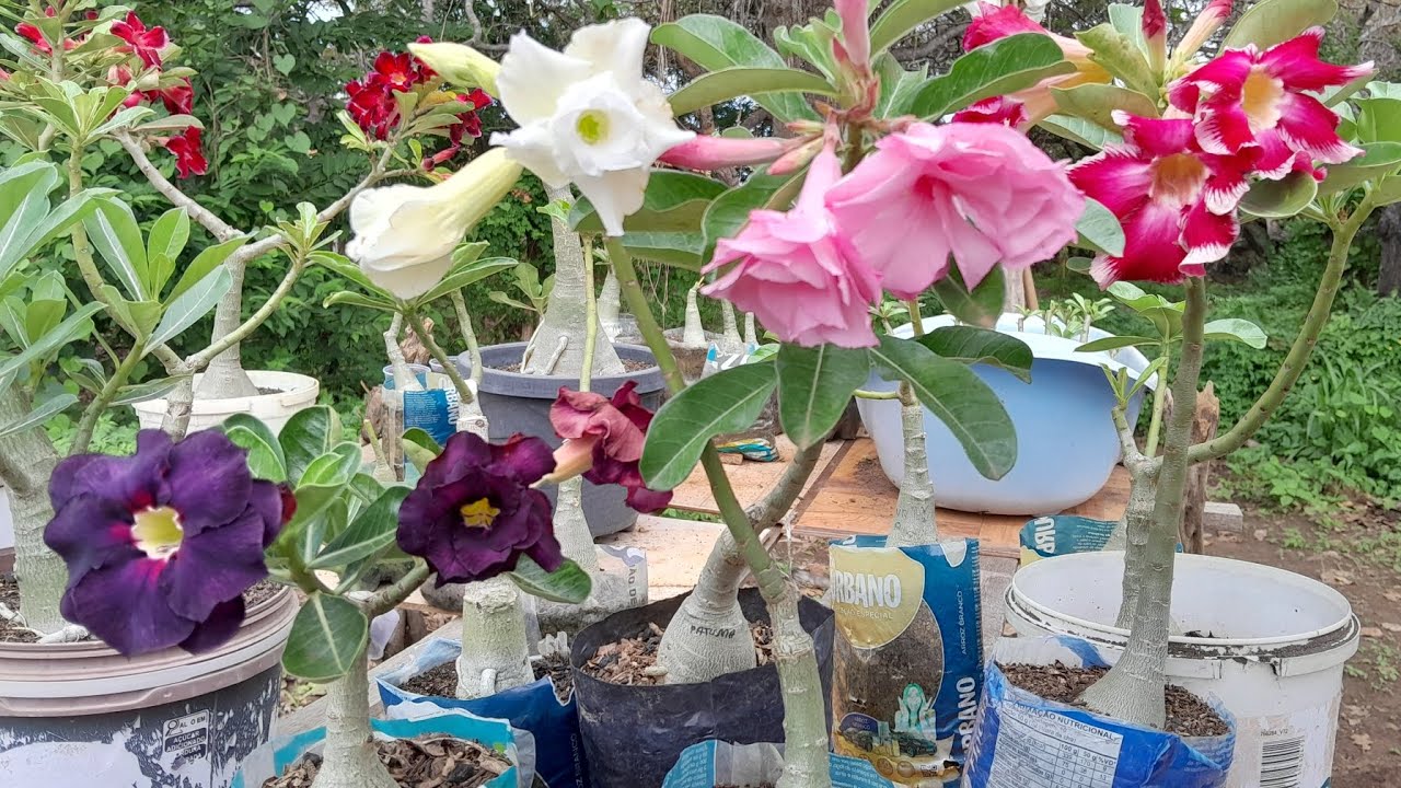 Adubação orgânica que faz rosa do deserto florir bastante 