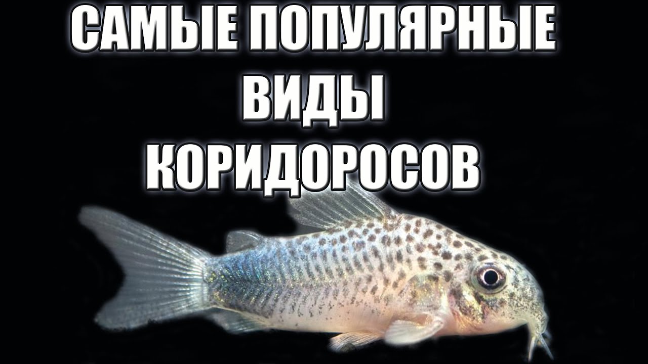 Разнообразие мира коридорасов: знакомство с различными видами