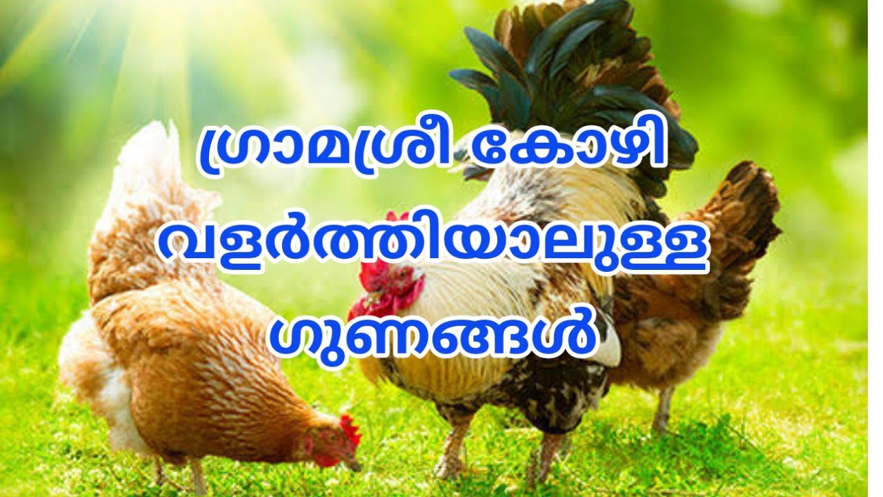 Advantages of gramashree Hen|ഗ്രാമശ്രീ കോഴി വളർത്തിയാലുള്ള ഗുണങ്ങൾ |Malabar Views