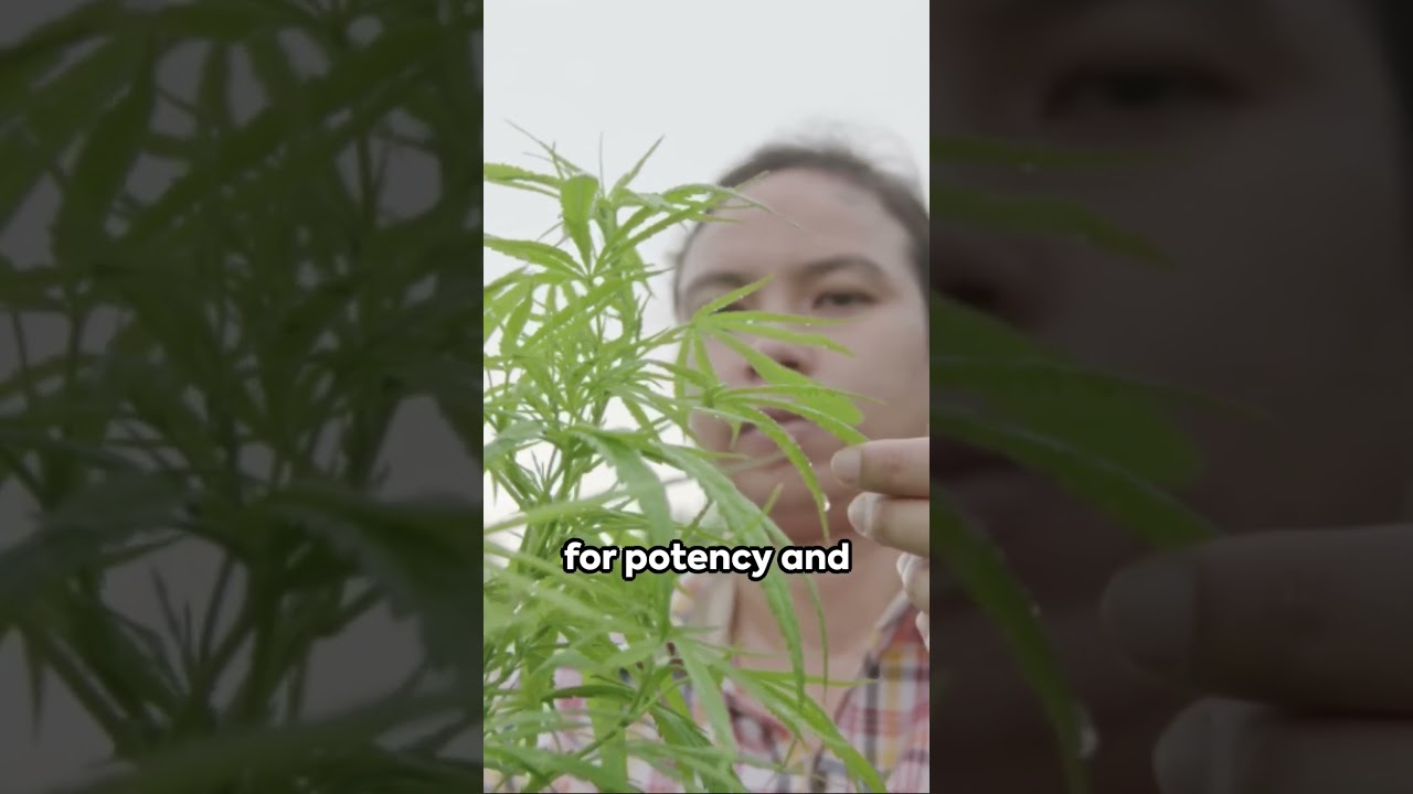 PureCanna: A Journey Into CannaBliss #purecanna #health #shopping   