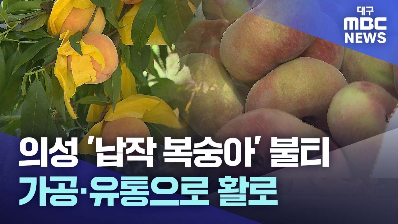 의성 '납작 복숭아' 불티..가공·유통으로 활로 | 대구MBC뉴스