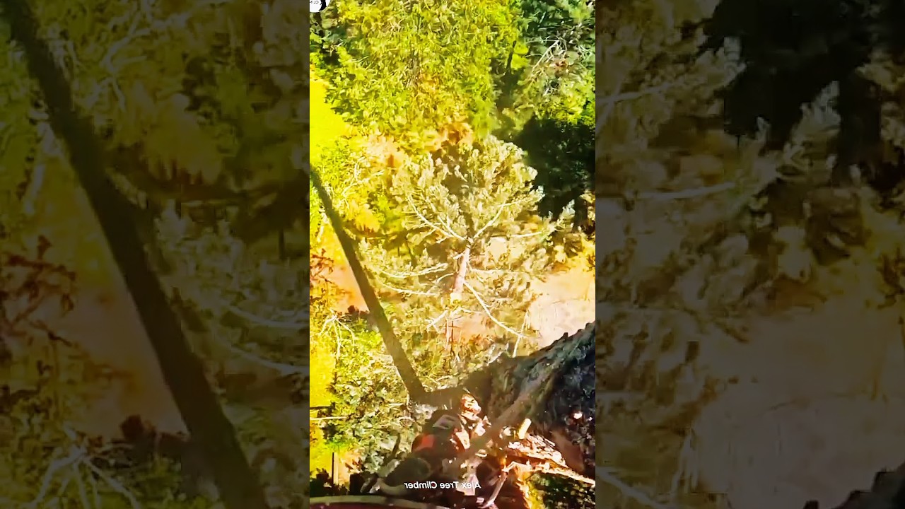 Fall tree Right Expert Ways 💪 #fall #treefell #treefelling #wood #woodworking #treeclimber #shorts