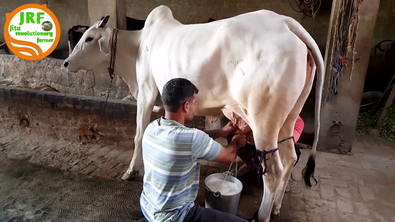 👍28,000 की गाय का दूध. Super Haryana Breed Cow (18+ Milk Ready). Village-Ghirai, District Hisar.👍