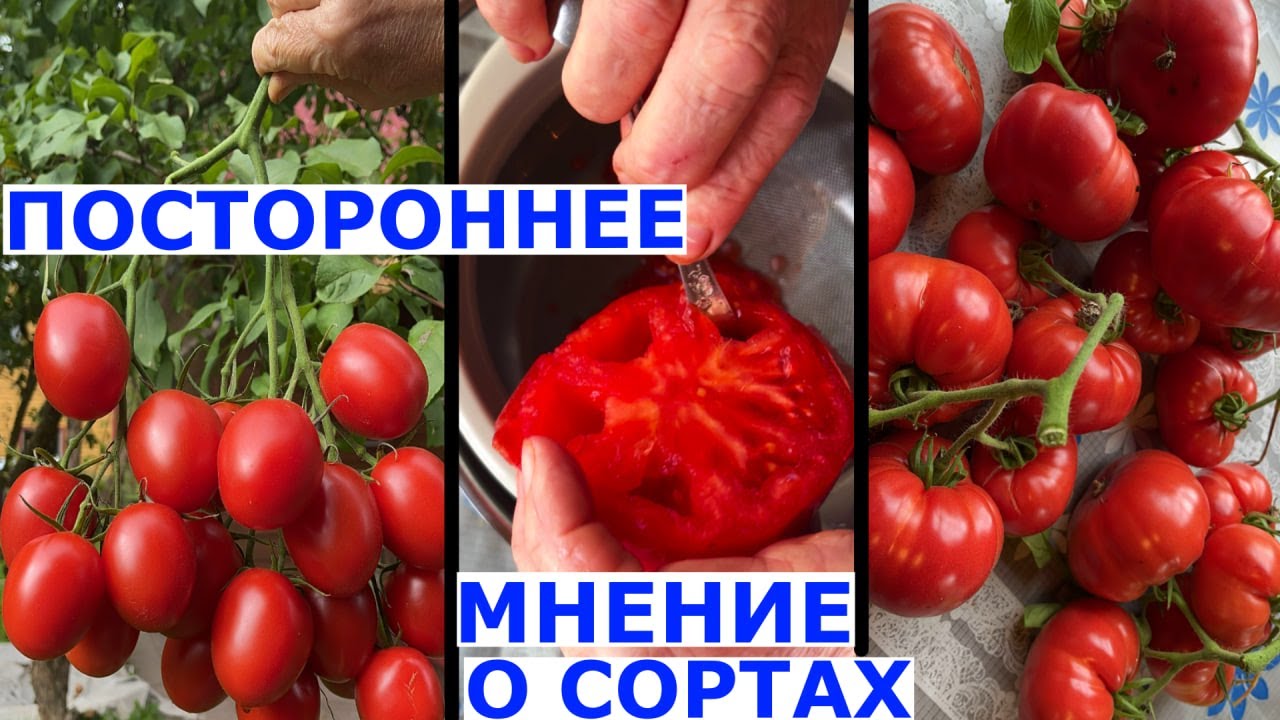 Сбор семян Непредвзятое мнение о сортах томатов