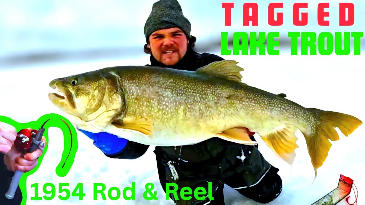 I CAUGHT A TAGGED FISH (1954 Rod & Reel)  #icefishing